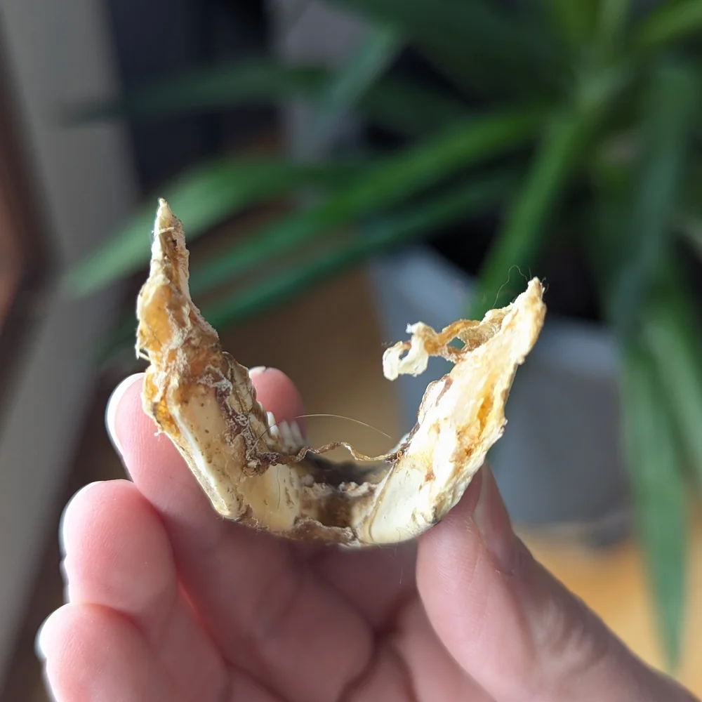 Lower Jawbone of Animal - Small, Possibly Raccoon, Oddity, Skeleton - Picture 6 of 12